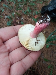 Russula torulosa