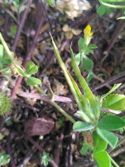 Lotus ornithopodioides