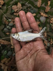 Barbonymus gonionotus