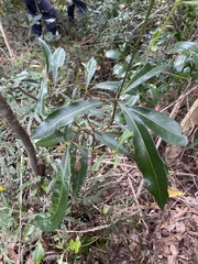 Planchonella chartacea