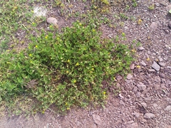 Lotus ornithopodioides