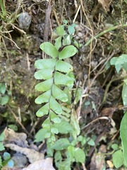 Adiantum diaphanum