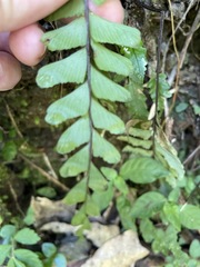 Adiantum diaphanum