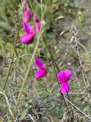 Lathyrus vestitus alefeldii