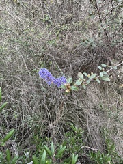 Ceanothus tomentosus