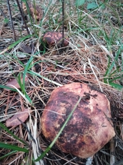 Tricholoma caligatum