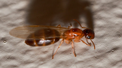 Colobopsis