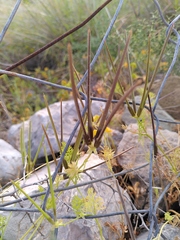 Scandix pecten-veneris