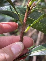 Planchonella chartacea