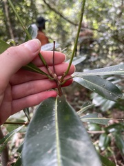 Planchonella chartacea