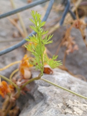 Scandix pecten-veneris