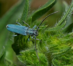 Phytoecia caerulescens