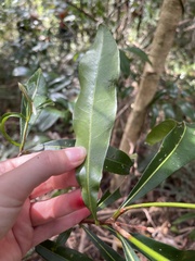 Planchonella chartacea