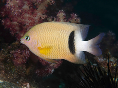 Plectroglyphidodon dickii