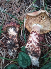 Tricholoma caligatum