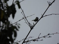 Camptostoma obsoletum