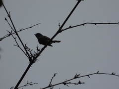 Camptostoma obsoletum