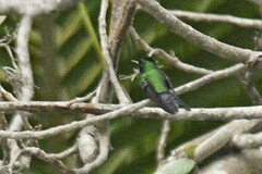 Cynanthus forficatus