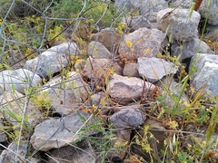 Scandix pecten-veneris