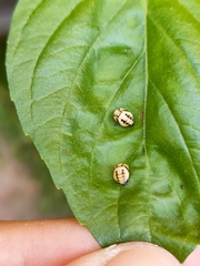 Cheilomenes sexmaculata