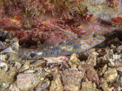 Fusigobius inframaculatus