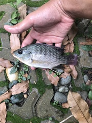 Oreochromis niloticus