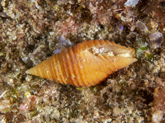 Mitridae