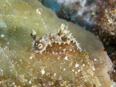 Polycera