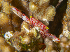 Trapezia rufopunctata