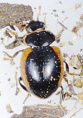 Ceratomegilla rufocincta