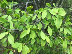 Erythroxylum