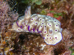 Hypselodoris tryoni