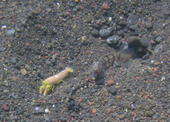 Alpheus ochrostriatus