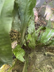 Leptochilus wrightii