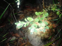 Pimelea altior