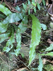 Leptochilus wrightii