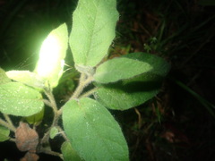 Solanum densevestitum