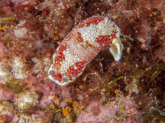 Goniobranchus