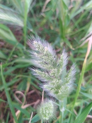 Polypogon monspeliensis