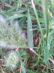 Polypogon monspeliensis