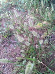 Polypogon monspeliensis