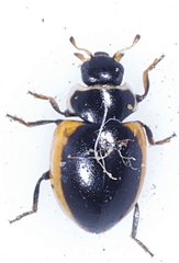 Ceratomegilla rufocincta
