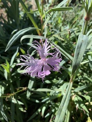 Dianthus seisuimontanus