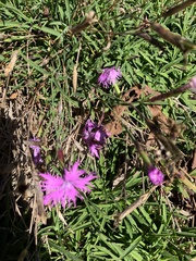 Dianthus pygmaeus