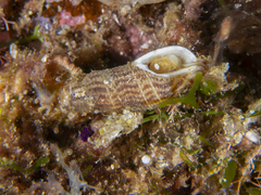 Caducifer decapitatus