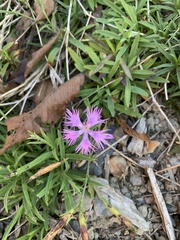 Dianthus pygmaeus