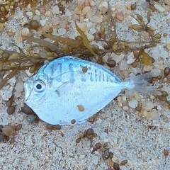 Leiognathidae