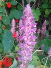 Orobanche pubescens