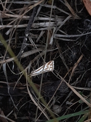 Hednota pleniferellus