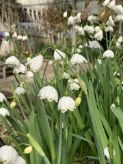Leucojum